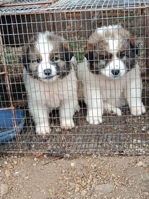 Свободни мъжкарчета