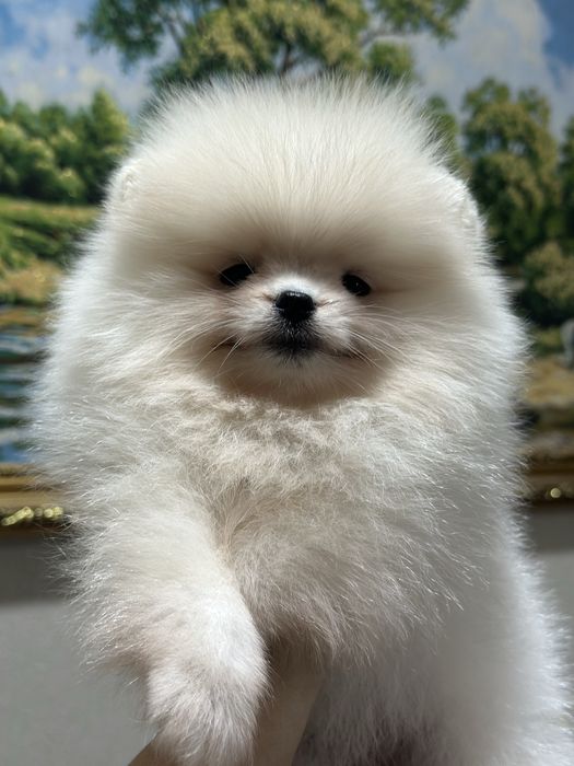 Кукольная девочка шпиц