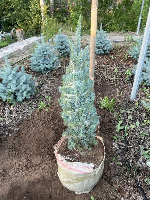 Голубая крымская Ель