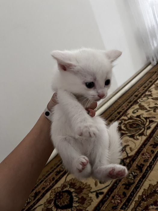 Отдам котёнка в хорошие руки