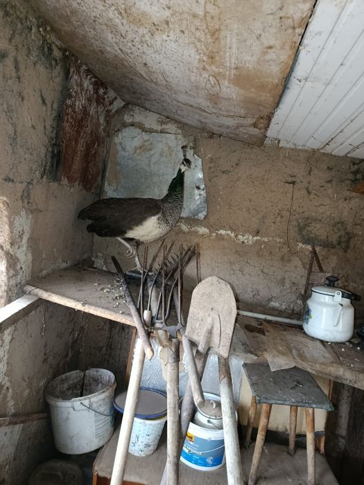 павлин сатыладыи