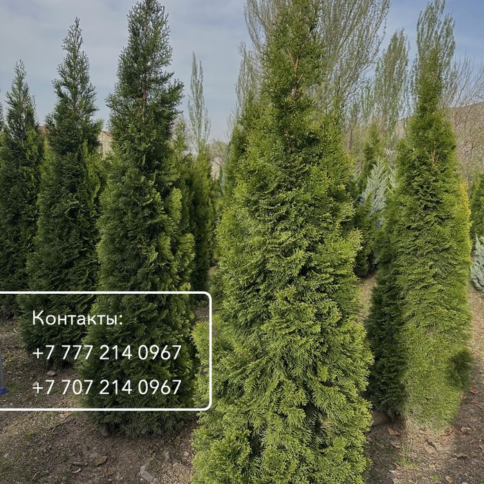 Туя западная Смарагд