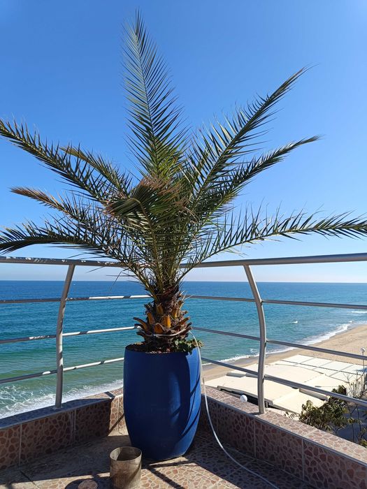 10 броя финикови палми