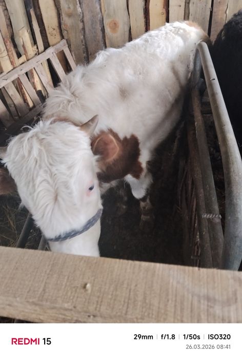 Продам бычков и телочку