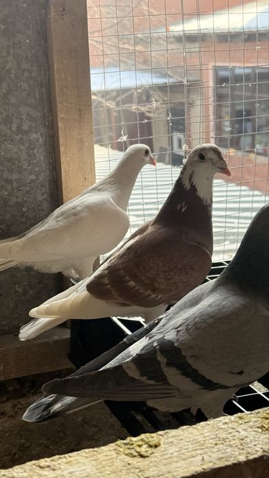 Спортивные голуби