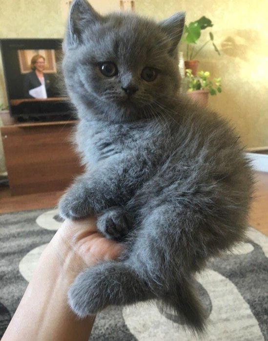 Британские котята