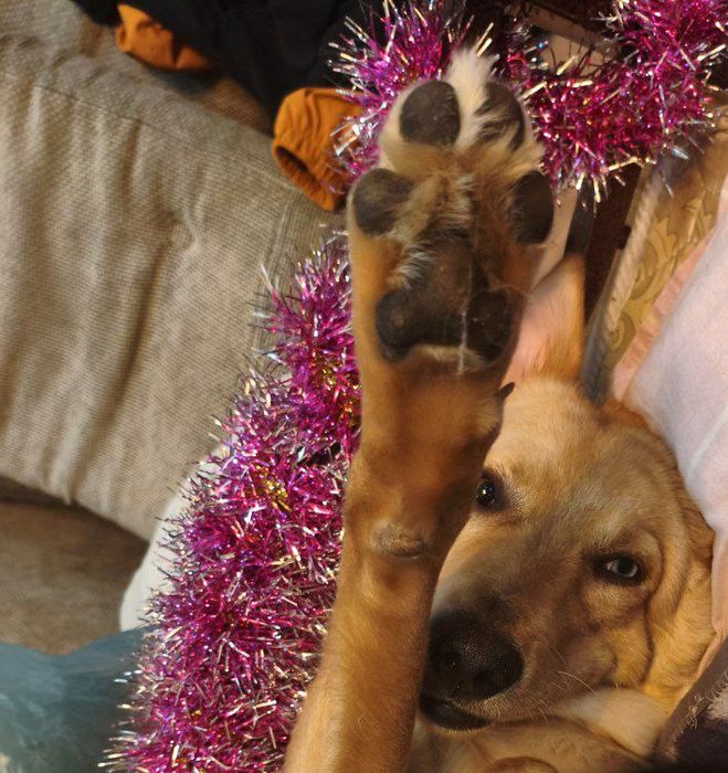 Отдам собаку в добрые руки