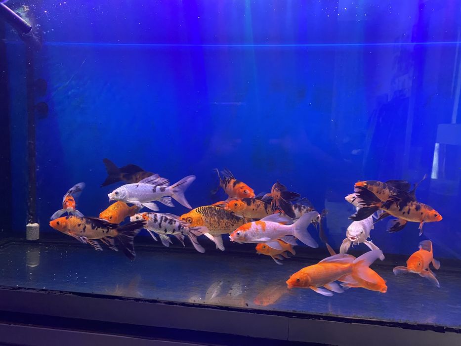 Продаю вуалевых карпов кои