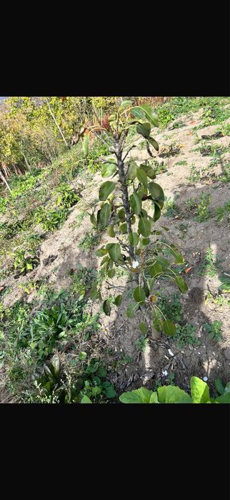 Pomi fructiferi columnari - OFERTA 10+1 GRATIS