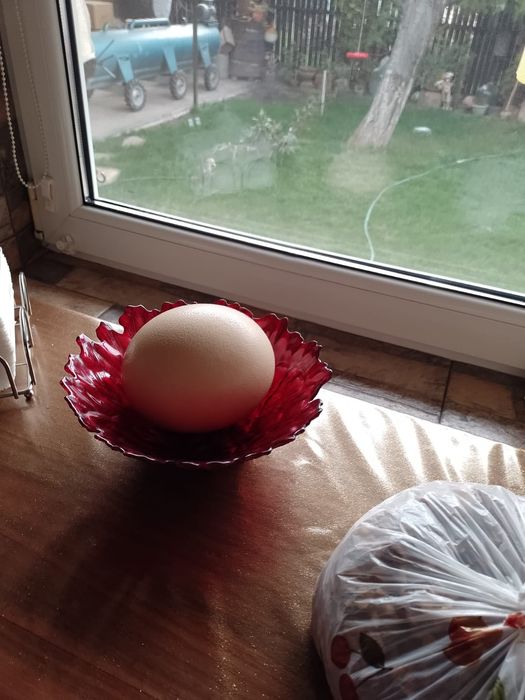 vand oua de strut 100de lei buc la peste 5 buc ee 70 de lei