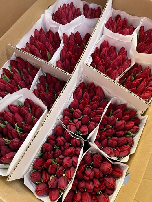 Тюльпаны в розницу и оптом