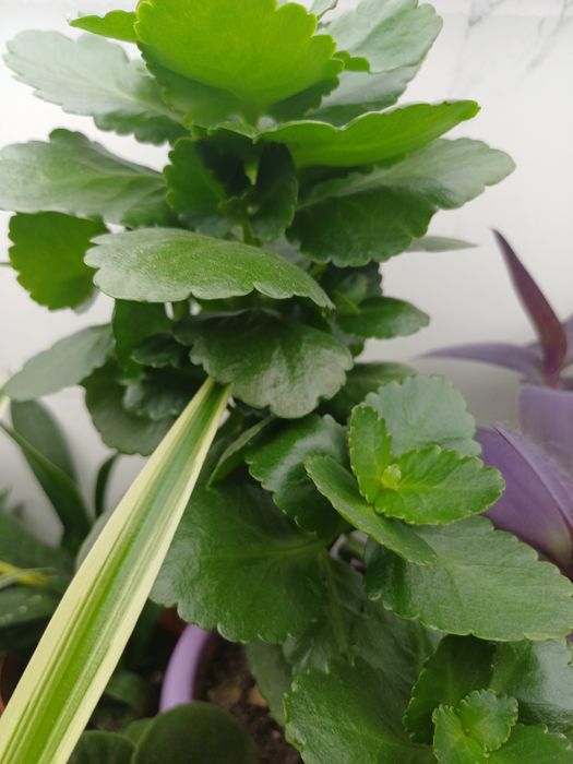 Цветы домашние  разные