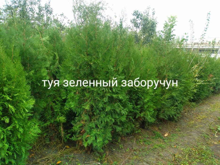 Арча. Сасна туя книжный можовелник