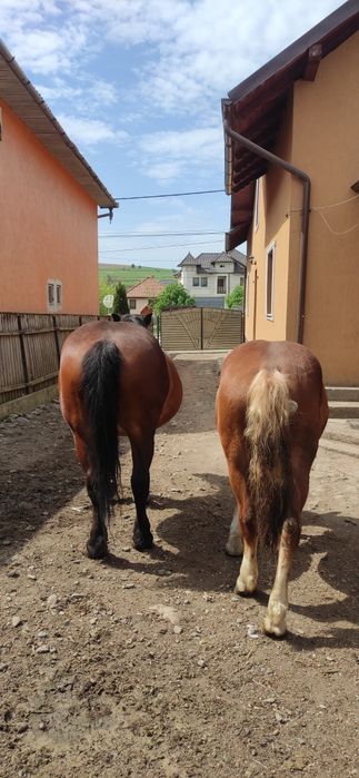 Vând Manza de un an