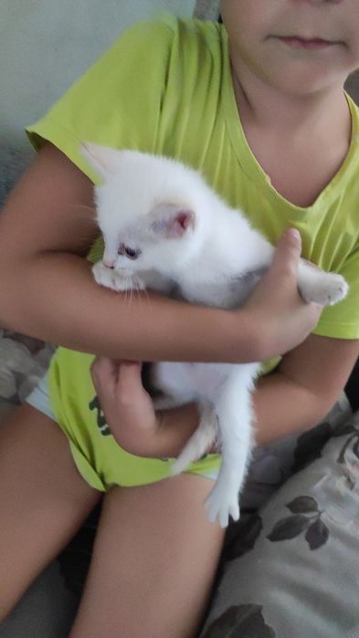 Котята девочки 5 мальчики2