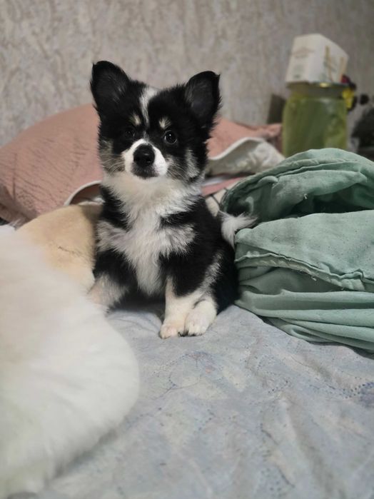 Кученца МиниШпиц