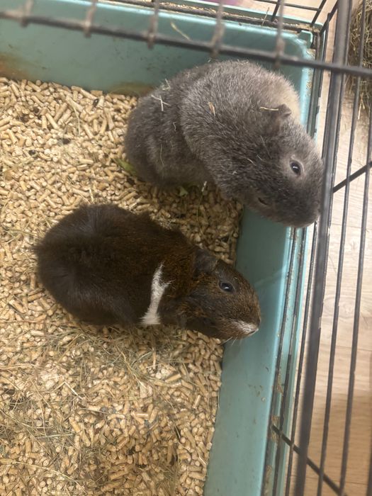 Морские свинки клетка