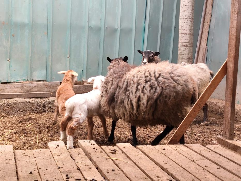 Овцы с ягнятами продам