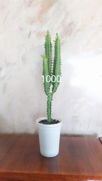 Фикусы Бенджамина сортовые, фуксия,