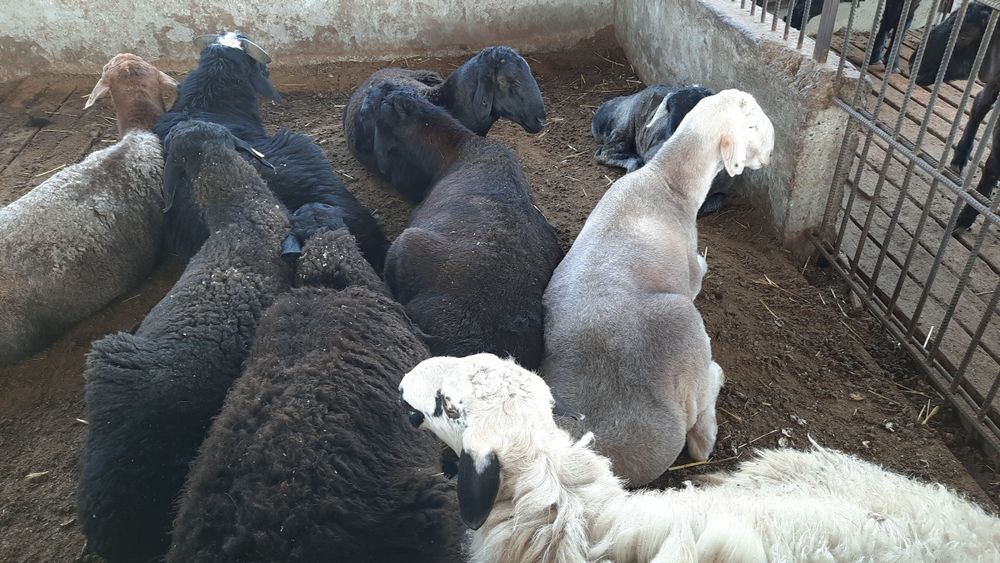 Ақиқа ва маросимлар учун тирик қўйлар