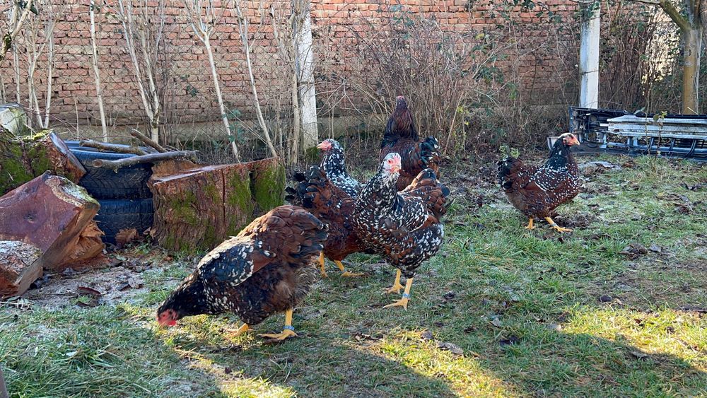 Oua Wyandotte Wiandotte Portelan precomenzi trimit in tara