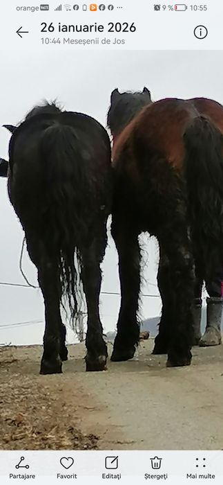 Vând sau schimb o manza de 4 ani și una de  un an și 2 luni