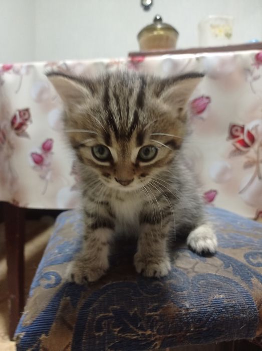 Кошечка 1,5 месяцев.