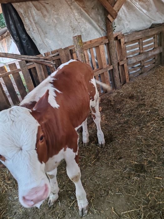 Vând doua vitele una baltata și una belga