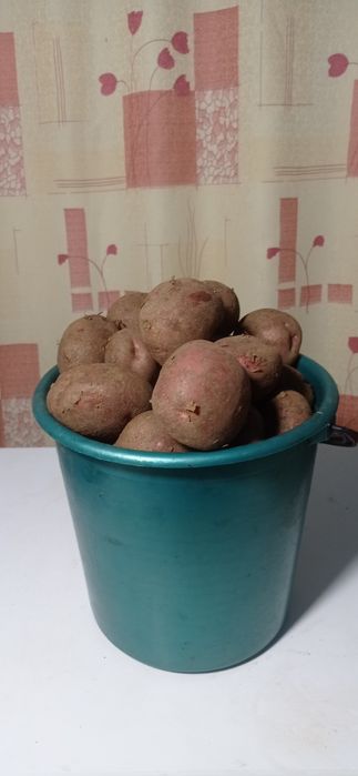 Домашний картофель