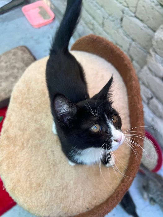 Бесплатно котята в добрые руки