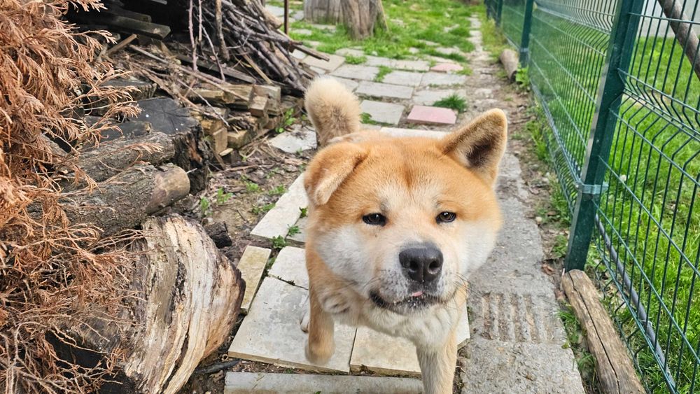 Куче Акита ину, мъжко, на 10 месеца