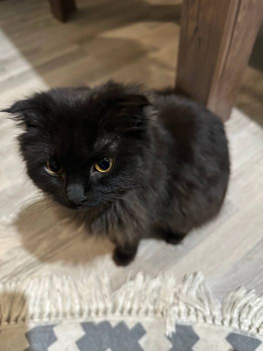 Кошка полукровка вислоухая, без паспорта.