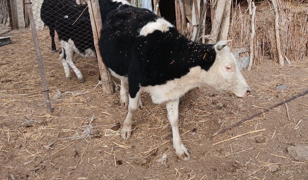 Қашар 3 жасқа толады бағасы 330 мың