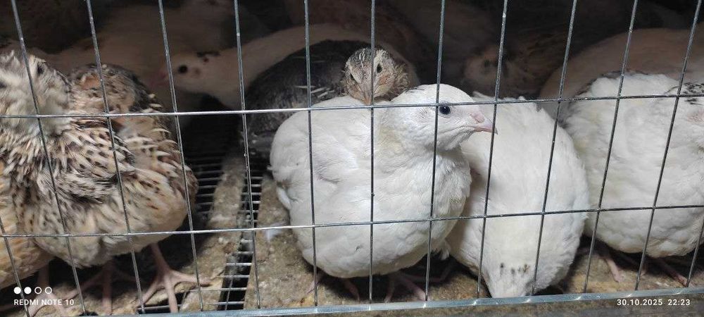 Беданалар сотилади