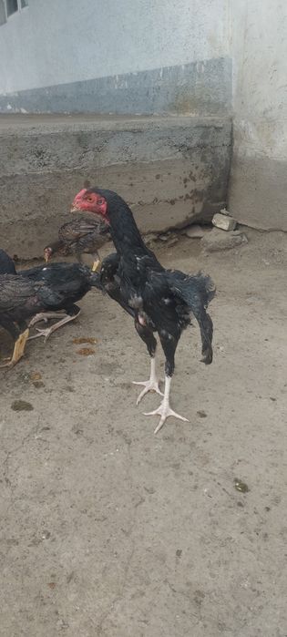 Джужа 25 декабря  3месяц крупный