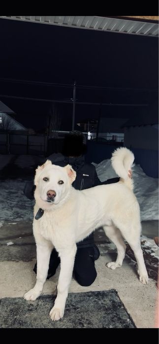 Продам алабай щенок