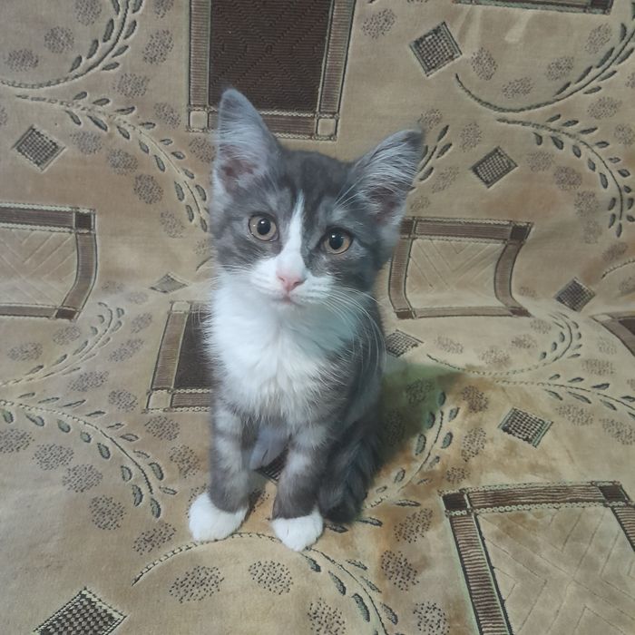 Отдам котенка девочку в добрые руки