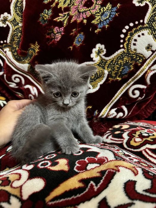 Scotish strayt mushugi