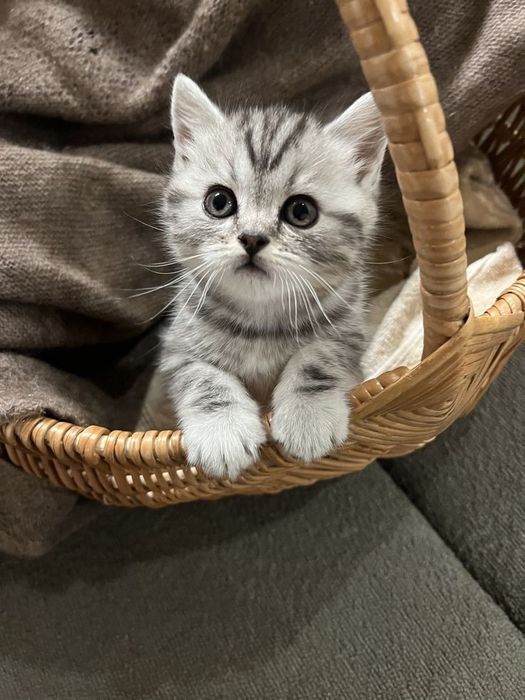 Британский котенок