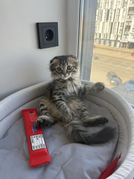 Коченок 4 месяцев вислоухая