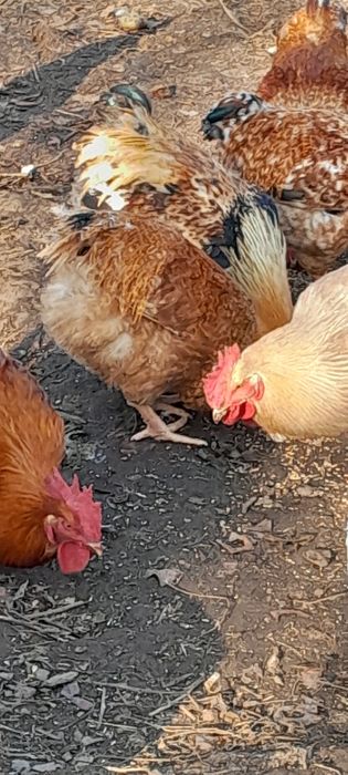 Продам молодых Петухов