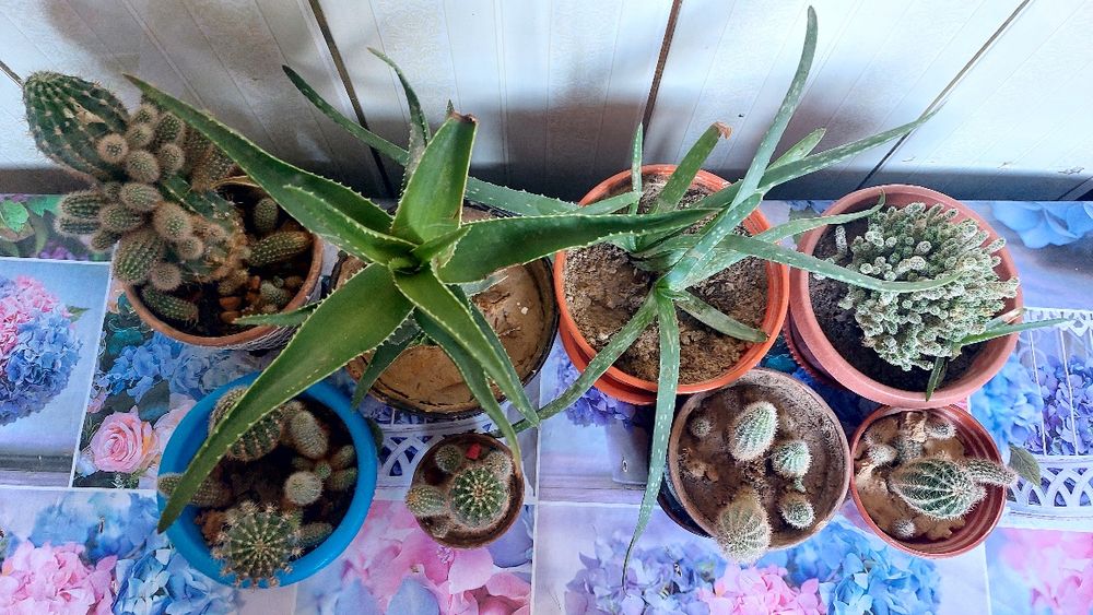 Продам или обменяю на алоэ вера,золотой ус,фикус,каланхоэ.