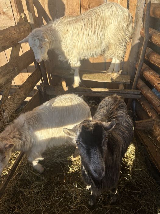 Vand 3 capre si un tap