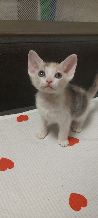 Котенок девочка породистая