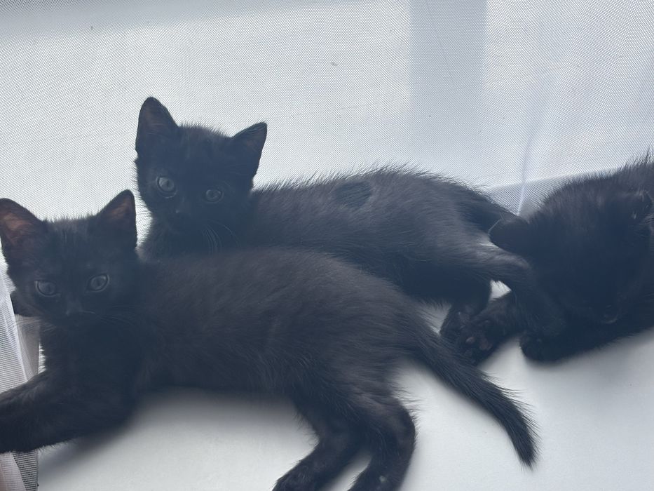 Отдадим милых котят