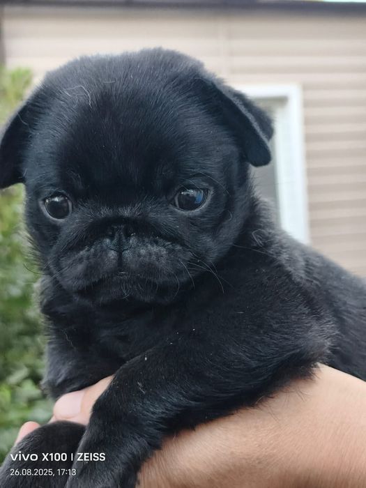 Продам шикарного щенка мопсика