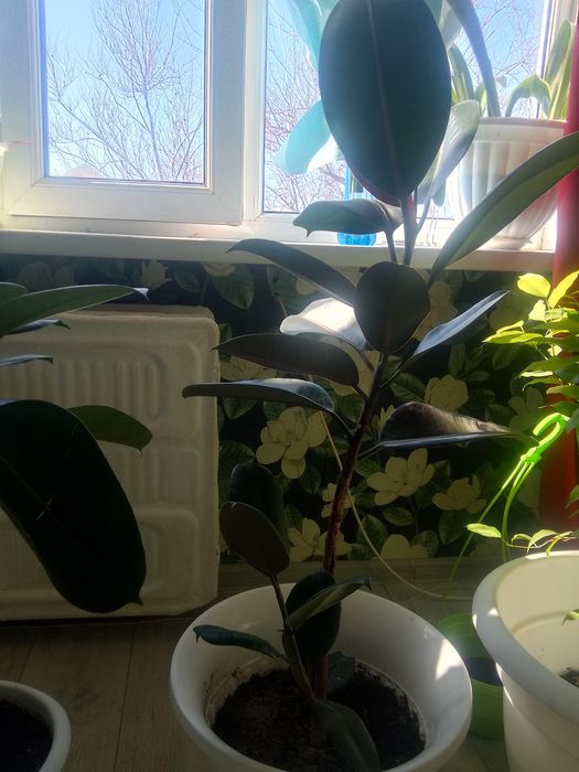 Срочно продам фикус