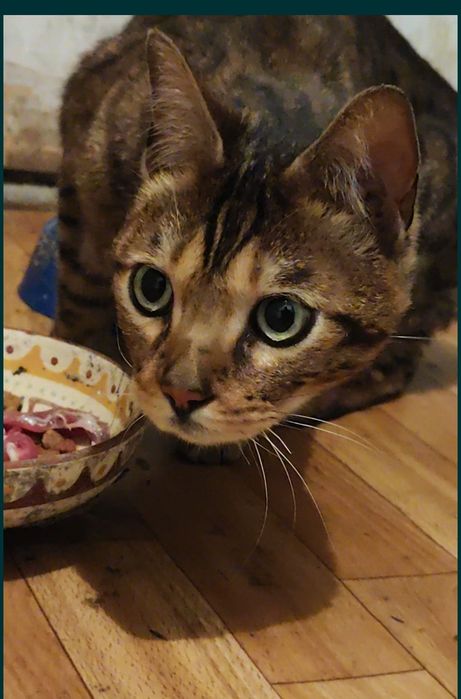 Бенгальская кошка