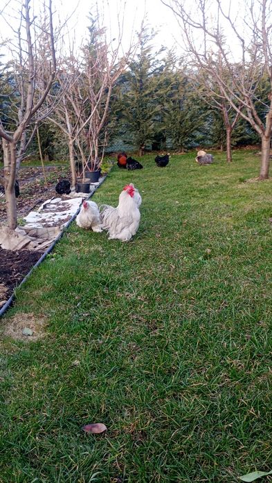 Oua cochinchina pitic