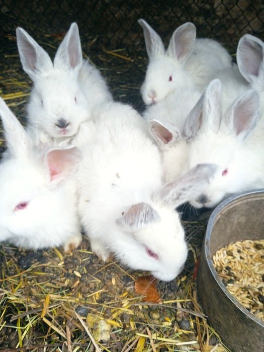 Куенлар сотилади